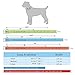 Berry Pet Rhinestones Dog Collar - Soft Bling Genuine Padded Leather Made Sparkly Crystal Diamonds Studded -Perfect for Pet Show & Daily Walking Pink 10-12.5