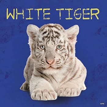 Tree-Free Greetings Premium Refrigerator Magnet, 3.5 x 3.5 Inches, White Tiger Themed Wildlife Art (62792)