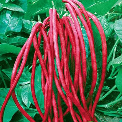 Long Bean Seeds 10g Snake/YardLong Asparagus Bean Red Noodle Pole Bean