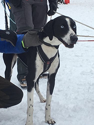 Non-stop dogwear X Back Harness for Pulling, Sledding, Canicross, Bikejoring & Mushing (9.5) - Thumbnail 4