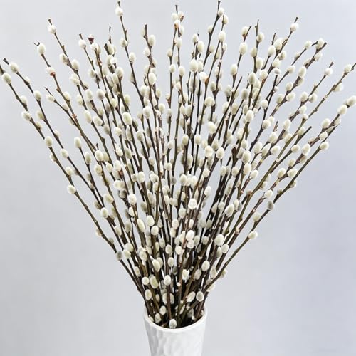 VirtuGro 40 Stems Pussy Willow Branches