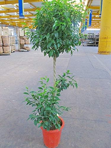 Amazon ベンジャミン スタンド 10号 トピアリー 観葉植物 オンライン通販