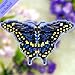 Black Swallowtail Butterfly Beaded Counted Cross Stitch Ornament Kit Mill Hill 2011 Spring Bouquet MH18-1103
