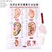 Yiphates 600 Counts Ear Seed Kit, 1Pcs Probe, 1Pcs Acupuncture Chart, 1Pcs Tweezers