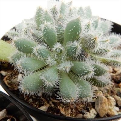 Amazon Skエケベリア 青い渚 多肉植物 エケベリア 7 5cmポット 観葉植物 オンライン通販