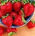 Tristar Everbearing Strawberry 25 Bare Root Plants - Sweetest & Most Aromatic