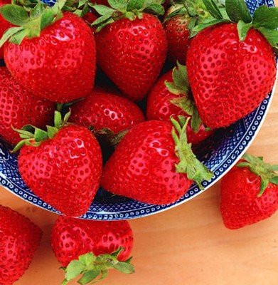 Tristar Everbearing Strawberry 25 Bare Root Plants - Sweetest & Most Aromatic Tristar Everbearing Strawberry 25 Bare Root Plants - Sweetest & Most Aromatic