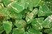 Fantasia Materials: 1 lb AAA Grade Assorted Calcite Rough Stones from Mexico