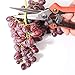 Pruning Shears, Garden Cutter Clippers, Stainless Steel Multi-Purpose Hand Pruner Scissors for Garden Harvesting Fruits Vegetables, Trimming Flowersthumb 3