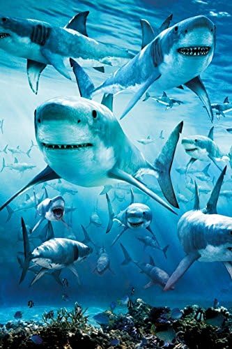 Shark Infested Poster Art Print Poster - 24x36 Poster Print, 24x36