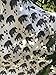 HGHG Bamboo Cotton Muslin Stroller Blanket - 4/6 Layers Muslin Cotton Blanket (Bear, Large)