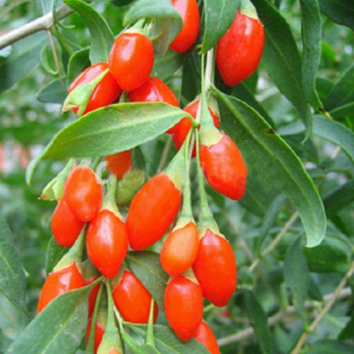1 Bag 50 Seed Barbary Wolfberry Fruit Lycium Medlar Annuals Plant Buy Online In Singapore At Desertcart Sg Productid 3034040