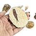 Museum Quality Fossil Collection Kit Featuring Dinosaur Fossils, Ammonites, Trilobite, Shark Tooth, Urchin and Fish Fossil - Collectors Edition Paleontology Set