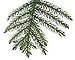 Costa Farms Live Christmas Tree, Small Norfolk Pine in Christmas Decor Plant Pot, Christmas Ornament, Holiday Gift Decoration for Room Decor, 10-12 Inches Tall