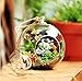 Set of 18pcs 3.15 inches Hanging Tealight Candle Holder Glass Globes DIY Plants Terrarium Wedding Home Decorations…
