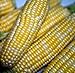 Peaches & Cream Sweet Corn - 300 Seeds - VALUE PACK!