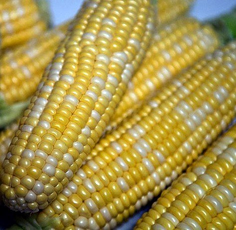 Peaches & Cream Sweet Corn - 300 Seeds - VALUE PACK! Peaches & Cream Sweet Corn - 300 Seeds - VALUE PACK!