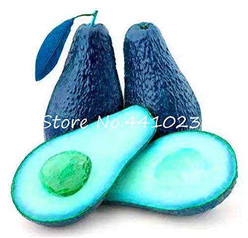 Bloom Green Co. Venta 5 Piezas de bonsái, Aguacate, Dulce, Dulce ...