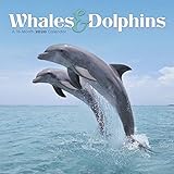 Whales & Dolphins 2020 Wall Calendar by 