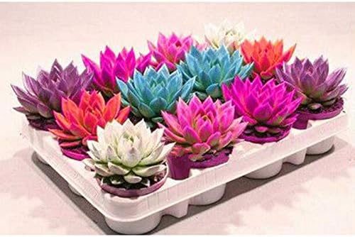 Connoworld 200Pcs Mixed Rare Beauty Succulent Seeds Easy to Grow Mini Potted Garden Flower Seeds