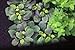 Lobelia Cardinalis Dwarf Live Aquarium Plants by AquariumPlantsFactory BUY2GET1FREE