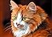 DIY 5D Diamond Painting by Number Kit, Brown Cat Crystal Rhinestone Embroidery Cross Stitch Arts Craft Supply Canvas Wall Decor
