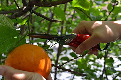 Thosdt Micro-Tip Pruning Snip,Florist Multi-Tasking Garden Scissors, Small Hand Pruner for Arranging Flowers, Trimming Plants & Harvesting Hydroponic Herbs - Thumbnail 4