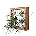Mkono Air Plant Frame Hanging Airplant Holder Tillandsia Display Hanger Wooden Shelf Wall Decor for House Plants, Succulent, 8