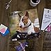 2020 Bull Terriers Calendar 16 Month 12 x 12 Wall Calendar by Bright Day Calendars (Terriers Collection) (Bull Terriers 2019)