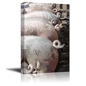 The Curling Tails of Young Pigs Animal Livestock...