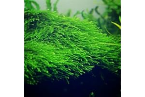 Marcus Fish Tanks - 3X Java Moss Taxiphyllum Barbieri - Live Aquarium Plants Moss Aquatic Plants Vesicularia Dubyana