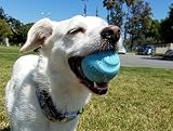 Chuckit! Fetch Medley Assorted Dog Balls Medium Pack of 3 Interactive Toys view 6