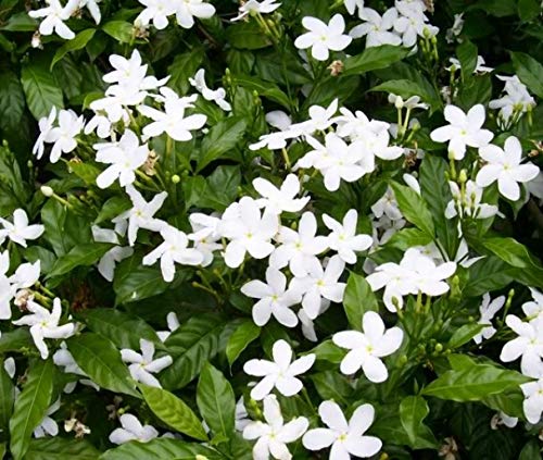 Plant House Live Chandni/Chandani White 