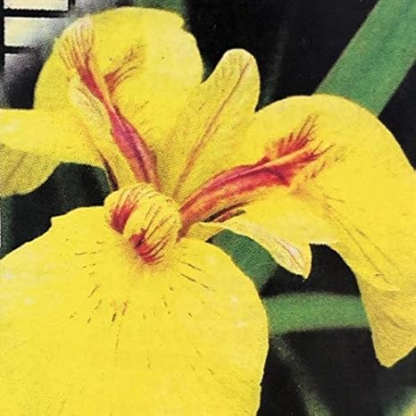 Amazon Co Jp ハナショウブ 金鶏 花菖蒲 13 5cmポット アヤメ科 はなしょうぶ 宿根草 落葉 水辺 ビオトープ Imk ホーム キッチン