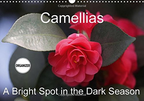 Camellias A Bright Spot in the Dark Season 2017: Extraordinary Flowers in Winter (Calvendo Nature)