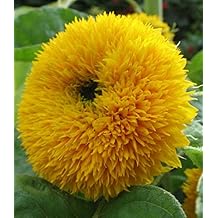 pink sunflower seeds