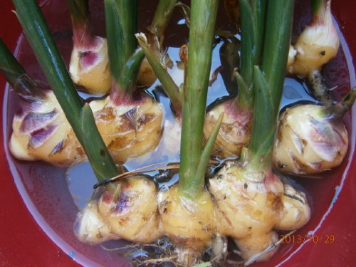 Live Ginger Plants with Roots, trimmed to about 8" plants (No pot and no soil) LIMITED TIME-BUY ONE ROOT CLUSTER GET ONE FREE before FREEZE - Thumbnail 3