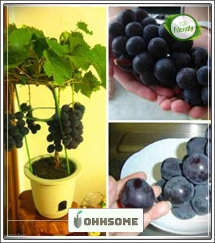 Seedsown Seeds of Fleshy Fruits Live Grapes Plant Sweet Grapes Vine Fruit Plant Seeds Plant Seeds for Garden Kitchen Garden Bonsai Suitable Fruit Seeds Pack Seed