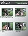 Hammock Straps,Tree Swing Hangers with Carabiners,1.3