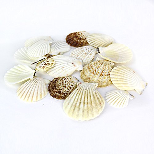 Super Z Outlet Sea Shells Mixed Beach Seashells - Various Sizes up to 2
