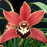 CYMBIDIUM JUNGLE KING â€˜RED ROOSTERâ€™