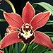 CYMBIDIUM JUNGLE KING ‘RED ROOSTER’