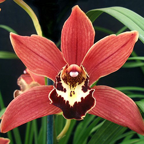 CYMBIDIUM JUNGLE KING ‘RED ROOSTER’ CYMBIDIUM JUNGLE KING ‘RED ROOSTER’
