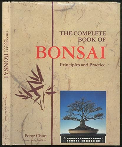 sweet gum bonsai tree Large Sweetgum (Liquidambar) Specimen Bonsai