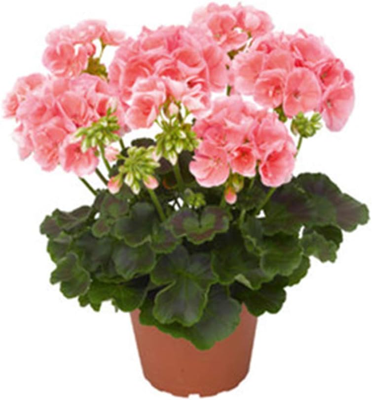 LUYANhapy9 Geranium Seeds 100Pcs Mixture Color Single Petal Geranium Seeds Plant Office Home Garden Decor Plant Seeds - Geranium Seeds