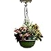 Fuloon Retro Vintage Iron Ceiling Rose Hook Plate Holder Pendant Lamp Roof Sucking Disk Chassis Light Fitting Accessory DIY (Antique Bronze)