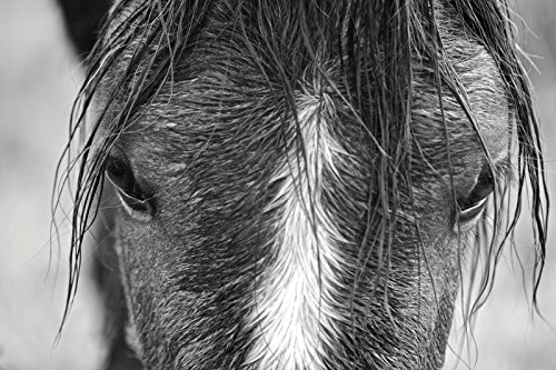 Wild Horses of Cumberland Island - Thumbnail 3