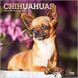 chihuahua subscription box
