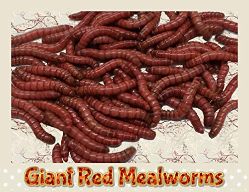 Insectsales.com Live (100) Giant Red Mealworms - Awesome Fishing Bait & Valued Feeder Food … - Thumbnail 2