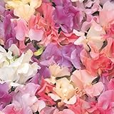 Annual Heirloom Pastel Mix Sweet Pea Certified 25 Seeds #004 Item UPC#636134972793